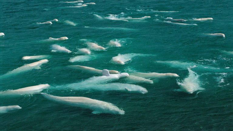 More than 15 beluga whales seen in green-blue water at Cunningham Inlet where they gather to molt