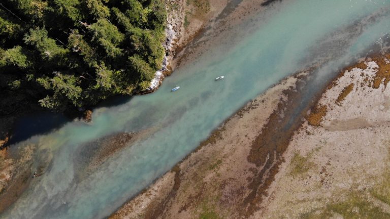 Aerial view of turquoise, silty glacial outwash beside dark green forest, seen on the Glacier Bay NP, Haines & Pelican cruise.