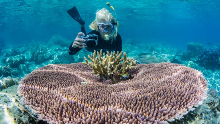 Female underwater photographer in snorkel mask & fins captures purple coral reef in the turquoise waters of Indonesia.