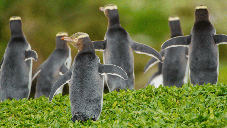 Group of penguins with white chests, black backs, orange beaks & yellow heads & eyes, seen on the Nat Geo New Zealand Cruise.
