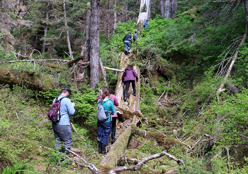 A group of cruise guests climb up a downed tree trunk as they participate in a bushwhacking activity where they hike   off-trail in dense woods in Alaska. 