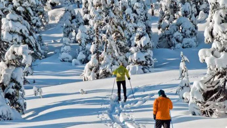 2 winter Alaska cruise guests in yellow and orange jackets Nordic ski in fresh snow beside snow-covered fir trees on a sunny day.