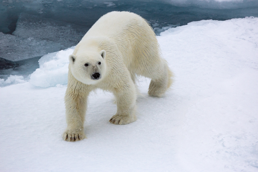 White polar bear with black eyes and nose walks along white ice sheets floating near North Pole