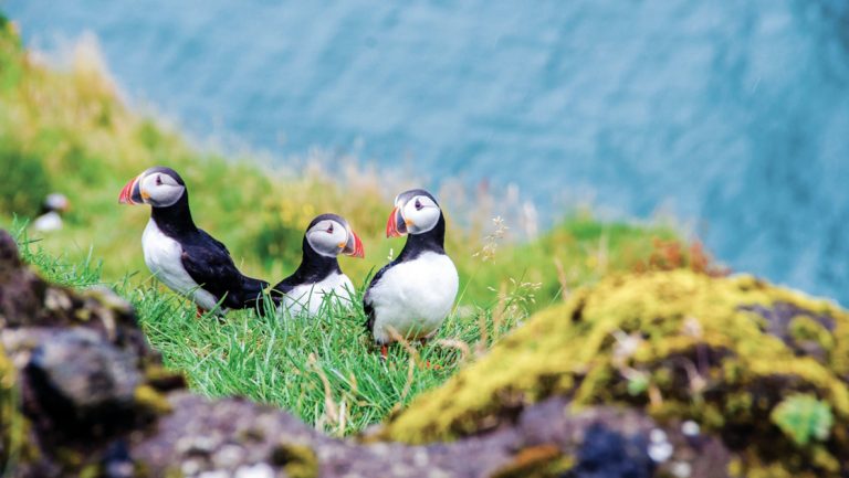 3 puffins with white chests, black backs & orange beaks sit in bright green grass on a hillside in Iceland.