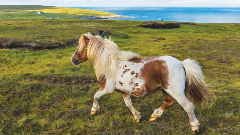 Small Shetland pony with white & brown dotted hair trots across a grassy cliffside, seen on cruises from Dublin.