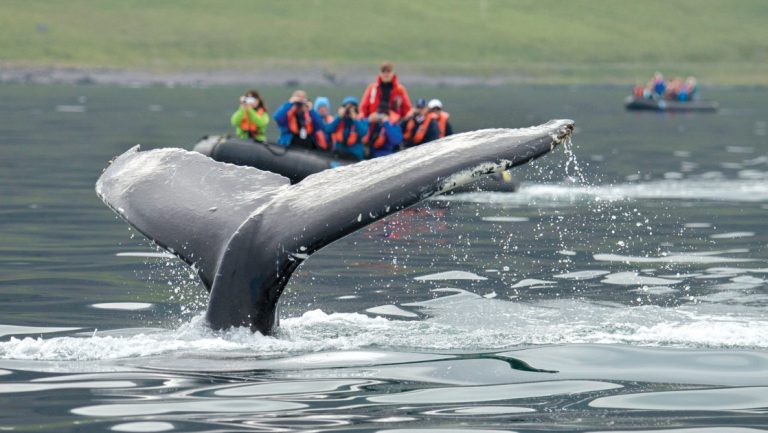 A humpback flukes in front of a Zodiac cruise in calm waters of Iceland, seen on the Gateway to The Northwest Passage cruise.