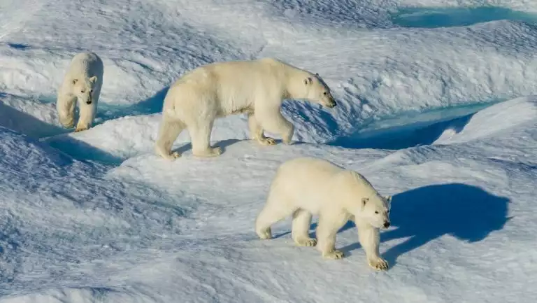 Mother polar bear & 2 cubs walk over snow-covered ice, past holes into the blue sea, seen on a High Arctic Archipelago cruise.