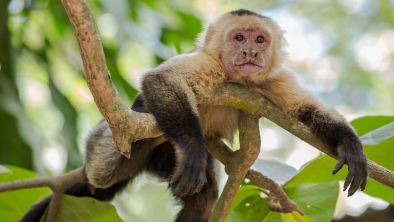 Capuchin monkey with dark brown arms & legs & beige body sits stomach down in a tree with big green leaves in Costa Rica.