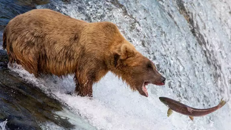Big brown grizzly bear opens its mouth as a salmon jumps up a waterfall, seen during the Ultimate Alaska Wildlife Safari.