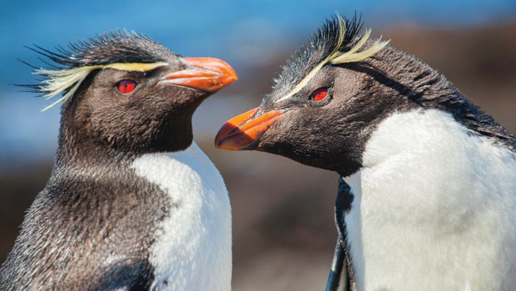 Greeting of 2 macaroni penguins with white chests, red eyes, orange beaks, yellow mohawk feathers & black backs.