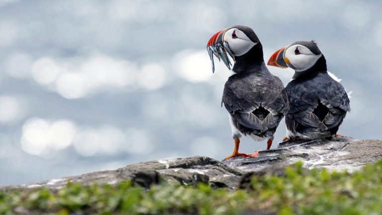 2 Arctic puffins with dark feathers & bright orange beaks stuffed with fish stand atop a rocky cliff by the ocean in Iceland.