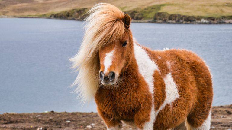 A brown and white Shetland pony on open coastal moorland in Shetland, UK, seen on a Legendary Northern Isles cruise to Iceland.