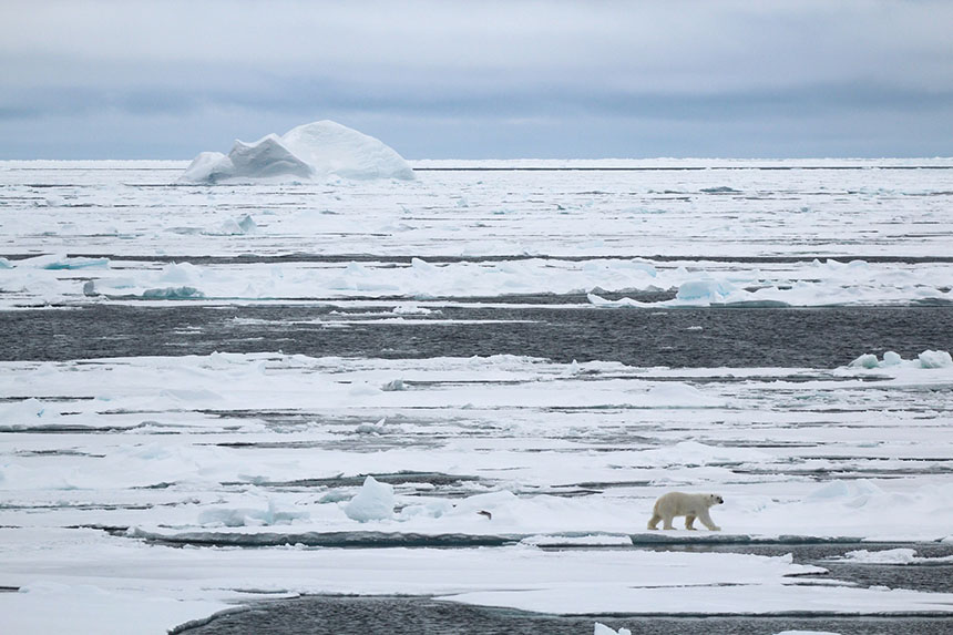 A polar bear walking on sea ice seen from a North Pole cruise ship