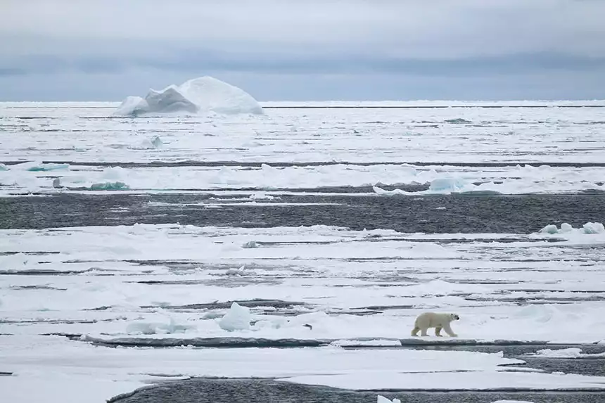 A polar bear walking on sea ice seen from a North Pole cruise ship