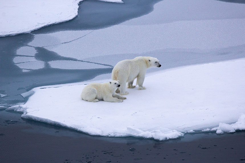 Two polar bears standing on a small patch of sea ice on the way to the North Pole