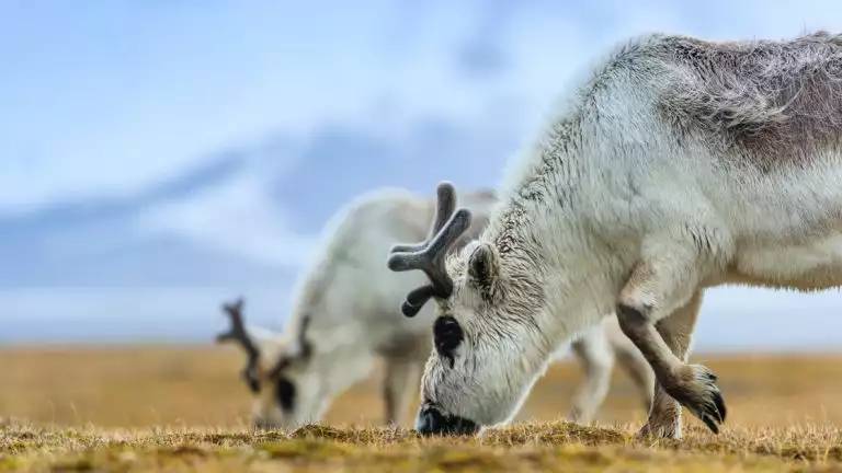Svalbard Reindeer eating yellow grass in the, Arctic Tundra, Edgeøya Island, Svalbard, Norway