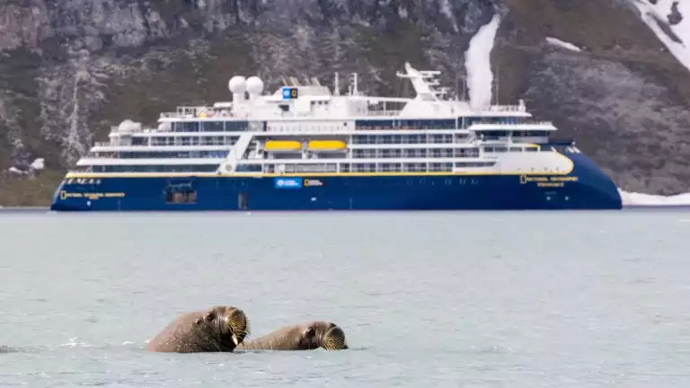 Walrus swimming in front of the National Geographic Endurance in Bellsund, Svalbard, Norway.