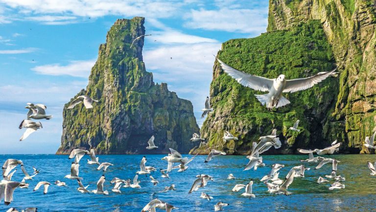 Flock of white & gray seagulls flies over water beside islands of bright green cliffs, seen on a Scandinavian Discovery cruise.