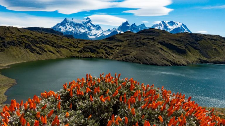 Red wildflowers at top of a green mountain, looking down on an empty bay with snow-covered peaks in the background, Patagonia.