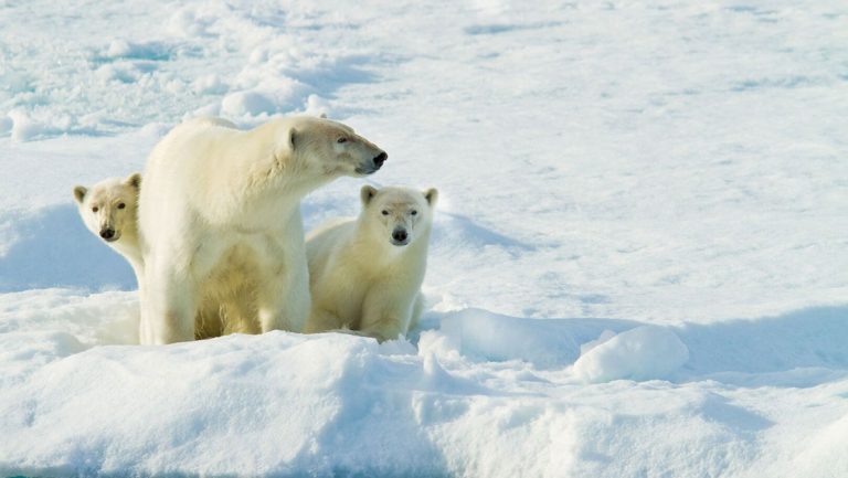 Mother polar bear & 2 cubs stand on snow-covered ice on a sunny day during the Svalbard in Spring small ship cruise.