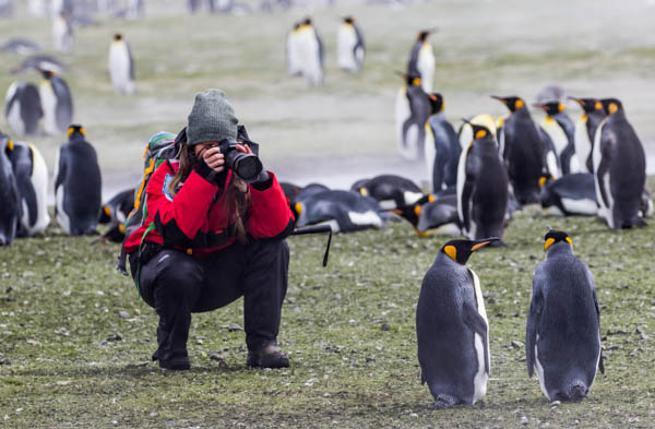 A photographer in a red jacket squats while taking a photo of two king penguins on the grass at South Georgia Island