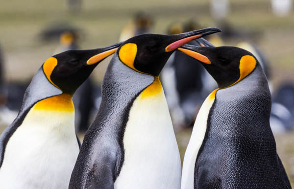 A close-up of three King penguin profiles with their black and white features and bright orange markings.