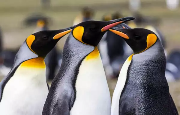 A close-up of three King penguin profiles with their black and white features and bright orange markings.