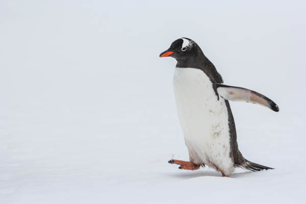 A gentoo penguin walks on the ice in Antarctica taking a step with one wing out.