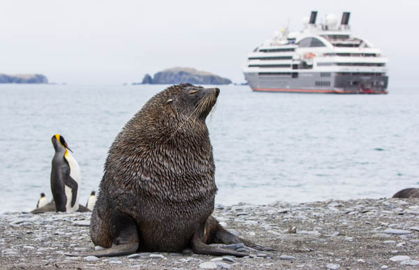 A large seal seen amid king penguins on the shore with an Antarctica expedition ship in the water behind them.