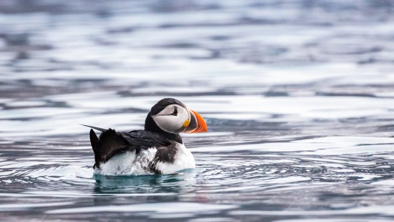 Arctic puffin bird with black & white feathers & orange beak swims on an Arctic Saga: Spitsbergen, Faroes & Jan Mayen cruise.