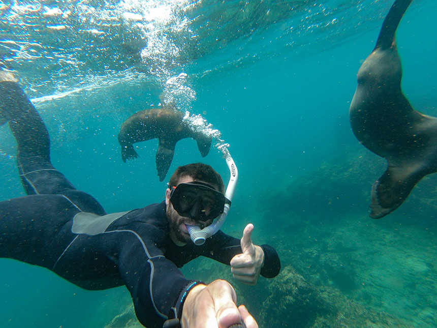 A man in a wetsuit and snorkel gear seen underwater with his thumb up among sea lions in the Galapagos Islands