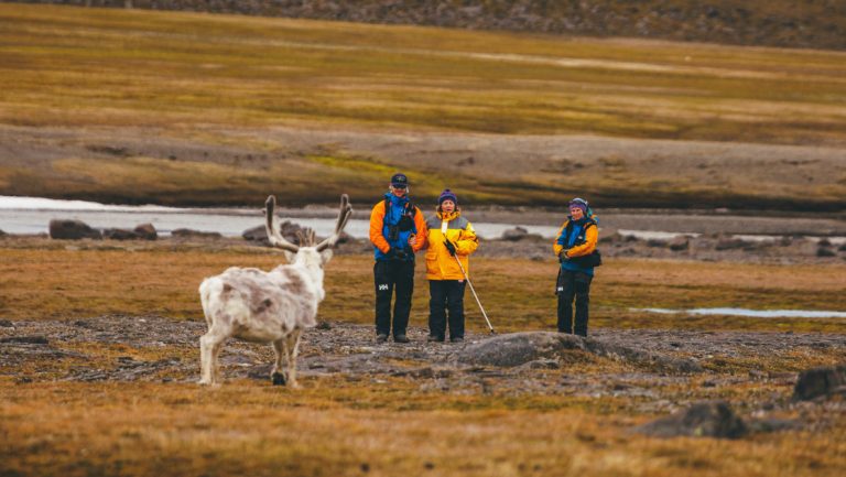 2 guides in orange & blue coats stand by woman Arctic traveler in yellow coat as arctic reindeer stands nearby on gold tundra.