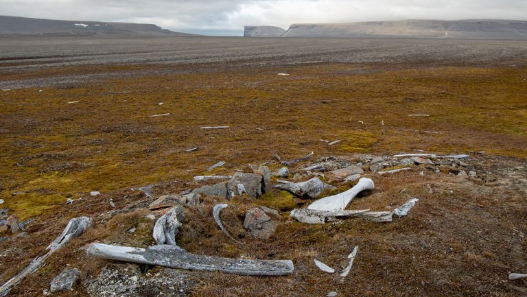 Animal bones scattered in a small area on green tundra, seen on an excursion during a Northwest Passage small ship cruise.