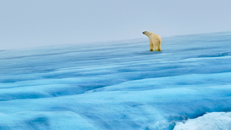 Lone polar bear raises its head while walking over large blue iceberg under hazy sky, seen during a Svalbard In Depth cruise.