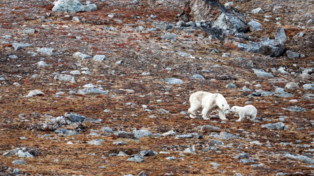 Mother & cub polar bears play atop autumnal tundra with scattered gray rocks, seen on a Svalbard In Depth cruise.