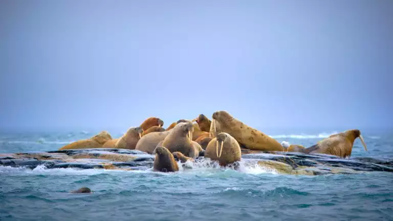 Group of brown-colored walrus sit atop a small rock surrounded by calm sea under purple sky on a Svalbard In Depth cruise.