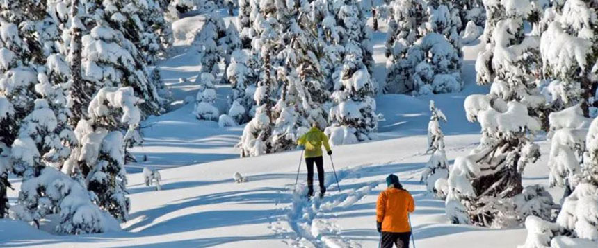 2 winter Alaska cruise guests in yellow and orange jackets Nordic ski in fresh snow beside snow-covered fir trees on a sunny day.