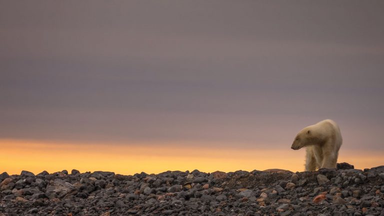 Lone polar bear stands atop multicolored scree field at dusk with yellow, orange & purple sunset behind, seen in the Arctic.