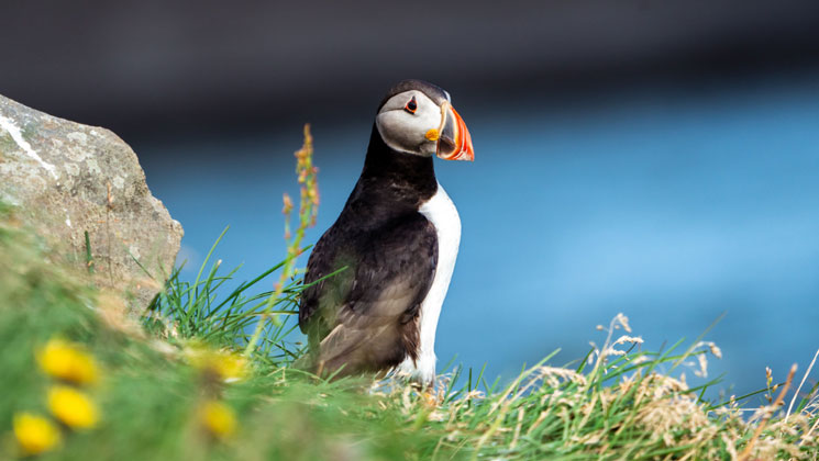 Arctic puffin with white chest, black back & orange beak stands in bright green grass with yellow flowers & rocks in the Arctic.
