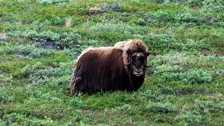 Musk ox with brown fur & large curving horns stands in bright green tundra, seen on the Arctic Complete expedition cruise.