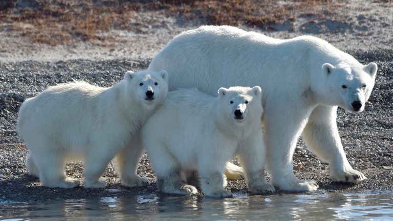 Mother & 2 polar bear cubs stand on rocky shoreline in the sunshine, seen on a Thule region expedition cruise.