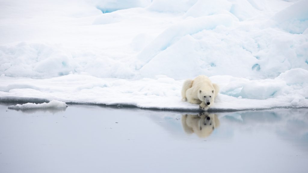 Lone polar bear lays on ice at edge of glassy water, seen on Le Commandant Charcot's Greenland to Svalbard cruise.