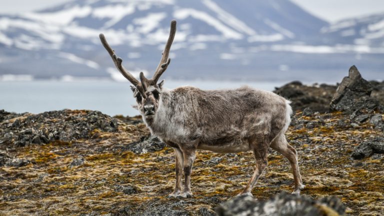 Svalbard reindeer with tall horns & shaggy white & brown fur stands atop green tundra with icy bay & snowy mountains behind.