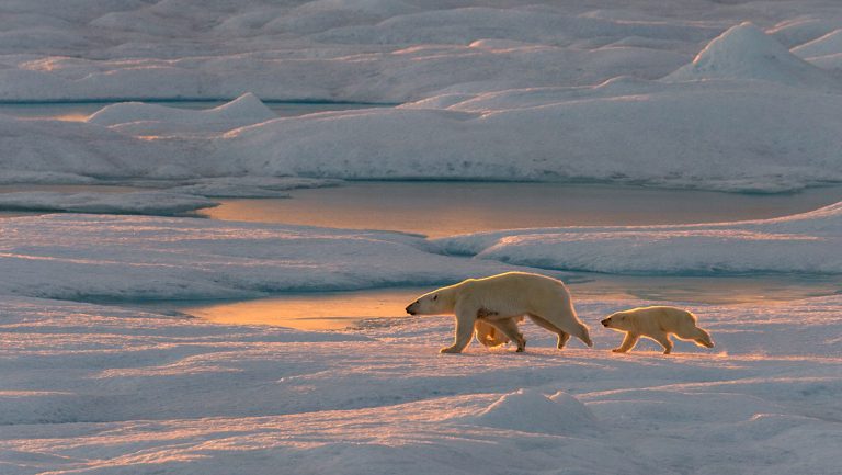 Mother polar bear & cub walk across snow-covered icebergs at sunset with pools of calm sea behind, seen in Svalbard, Norway.