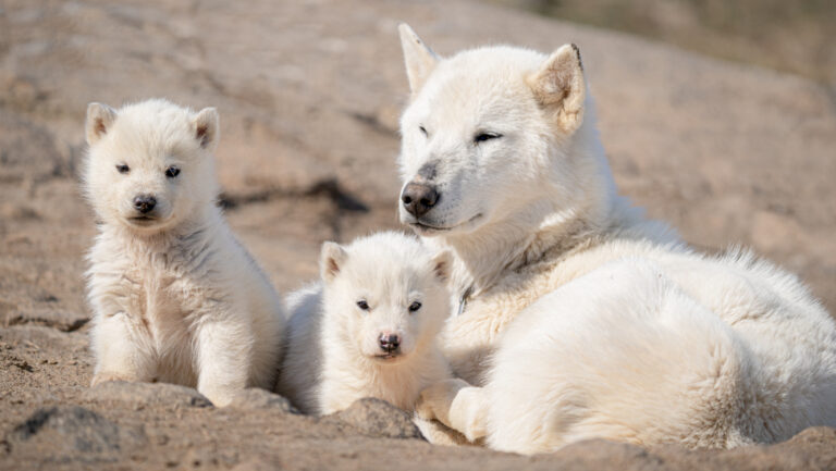 White-fur mother dog and her 2 young pups lay atop beige rock on a sunny day in Greenland.