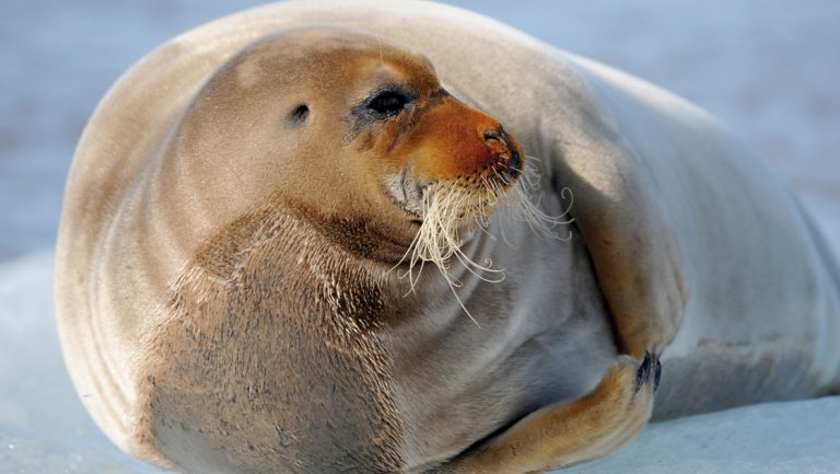 Bearded seal in Greenland with long whiskers, brown snout & beige skin, seen on an Expedition to the Edge of the Ice Sheet cruise.