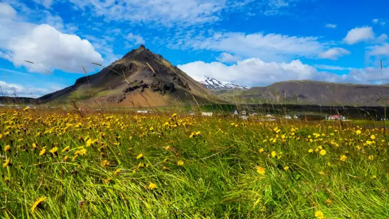 Field of bright green grass with yellow dandelions sits under partly cloudy blue sky with dark volcanic mountains behind in Iceland.