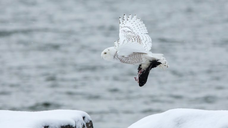 Snowy owl with white, speckled feathers flies above snow-covered rocks beside sea on an Iceland, Jan Mayen & Svalbard expedition.
