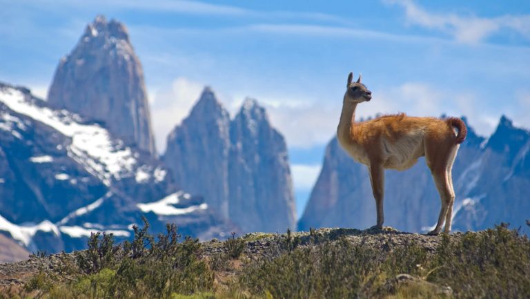 Guanaco with reddish hair, tall legs, curled tail & pointed ears stands atop green tundra with mountains behind in the sun.