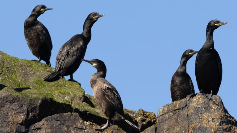 5 ducks with black feathers sit atop mossy green & gray rocks under a blue sky, seen on a Wild Scotland cruise.